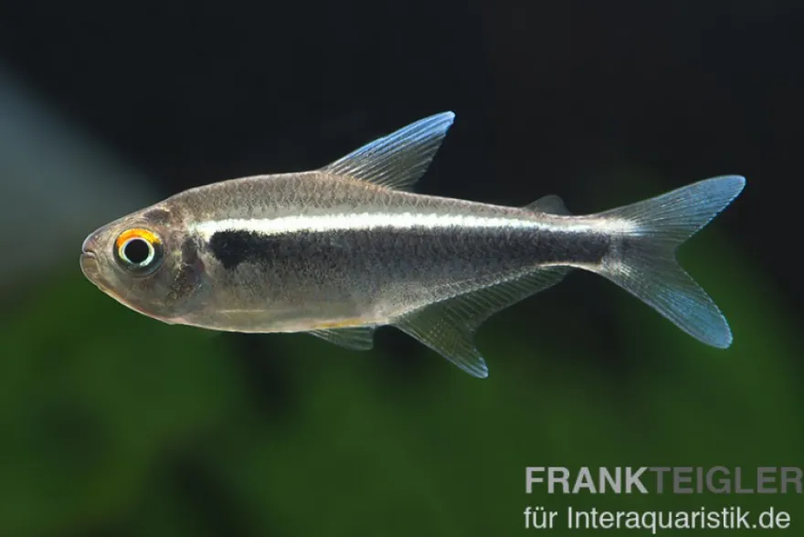 Schwarzer Neon, Hyphessobrycon herbertaxelrodi, DNZ