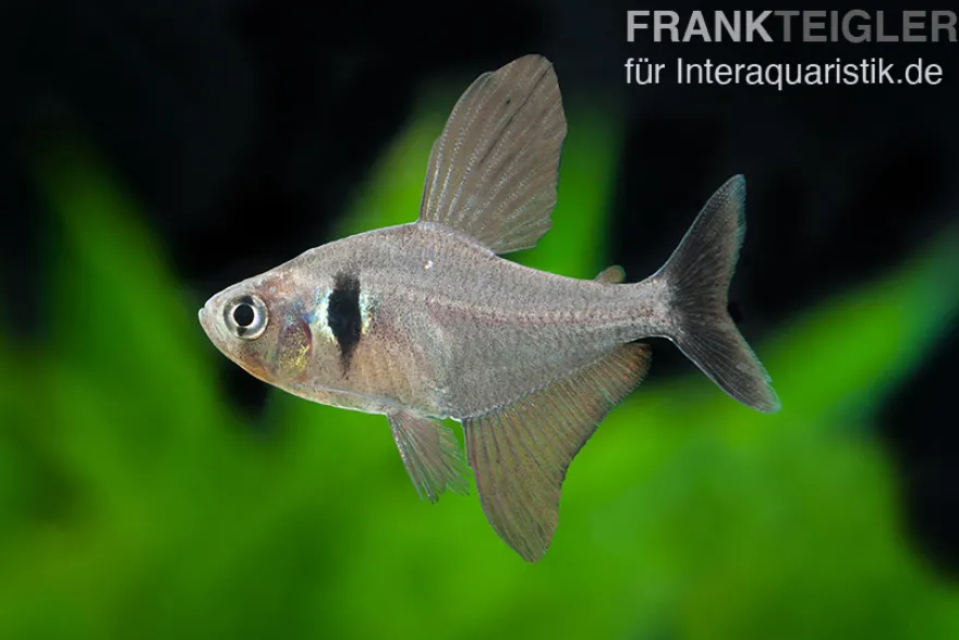 Schwarzer Phantomsalmler, Hyphessobrycon megalopterus