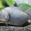Schwarzer Piranha, Serrasalmus rhombeus black, 2-3 cm