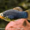 Schwarzer Platy, Xiphophorus maculatus