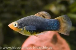 Schwarzer Platy, Xiphophorus maculatus