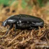 Schwarzer Rosenkäfer, Diplognatha gagates