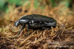 Schwarzer Rosenkäfer, Diplognatha gagates