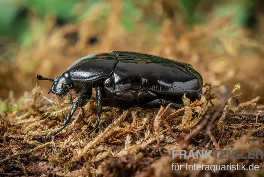 Schwarzer Rosenkäfer, Diplognatha gagates