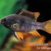 Schwarzer Schmetterlingsbuntbarsch, Microgeophagus ramirezi "Black"
