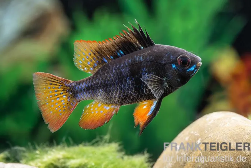 Schwarzer Schmetterlingsbuntbarsch, Microgeophagus ramirezi "Black"