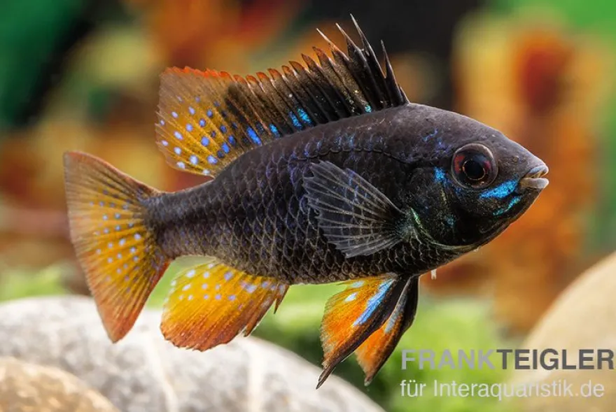 Schwarzer Schmetterlingsbuntbarsch, Microgeophagus ramirezi "Black"