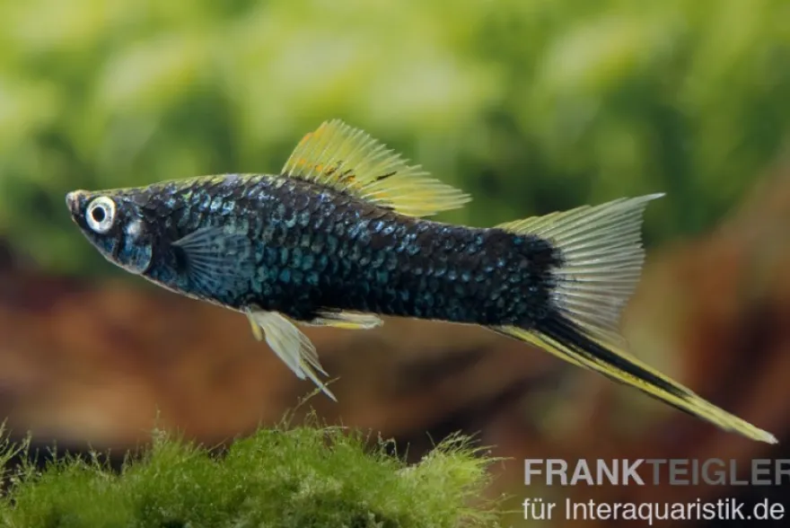 Schwarzer Schwertträger, Xiphophorus helleri, Zufällig ausgewählt