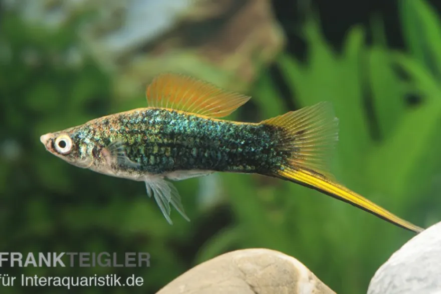 Schwarzer Schwertträger, Xiphophorus helleri, Zufällig ausgewählt