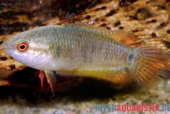 Schwarzer Spitzschwanzmakropode, Pseudosphromenus cupanus