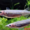 Schwarzer Sulawesi-Halbschnabelhecht, Nomorhamphus celebensis