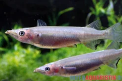 Schwarzer Sulawesi-Halbschnabelhecht, Nomorhamphus celebensis