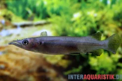 Schwarzer Sulawesi-Halbschnabelhecht, Nomorhamphus celebensis
