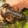 Schwarzer Thaiskorpion, Heterometrus spinifer