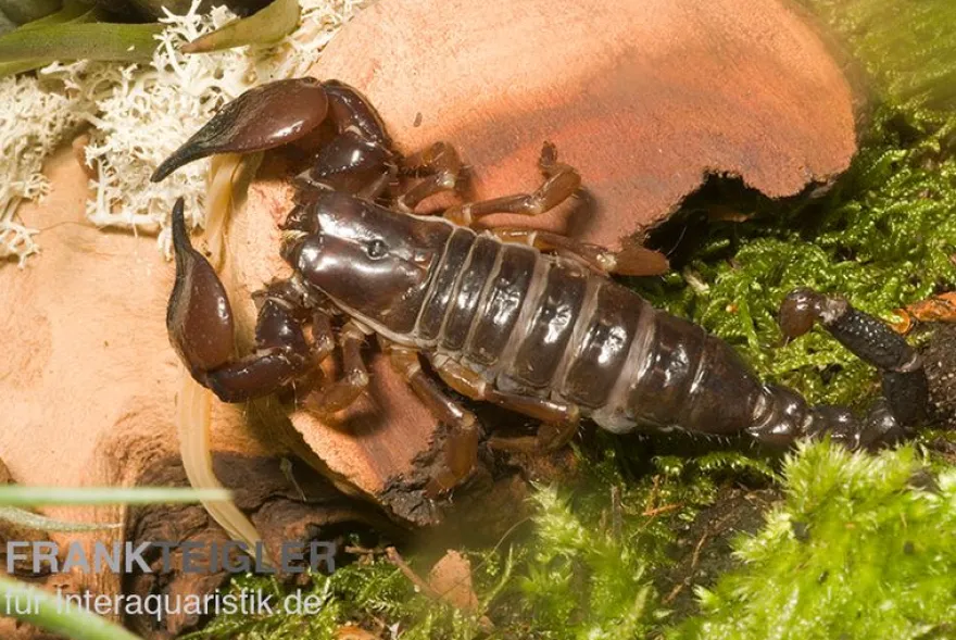 Schwarzer Thaiskorpion, Heterometrus spinifer