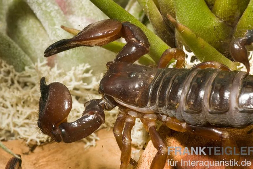Schwarzer Thaiskorpion, Heterometrus spinifer