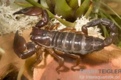 Schwarzer Thaiskorpion, Heterometrus spinifer