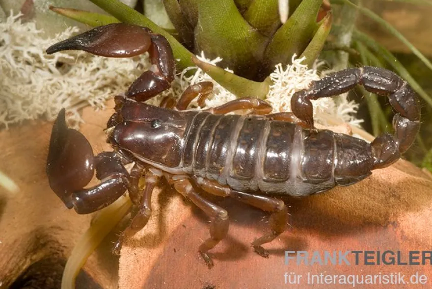 Schwarzer Thaiskorpion, Heterometrus spinifer