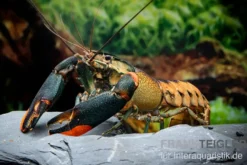 Schwarzer Tigerkrebs, Cherax sp. "Black Tiger" - Zufällig