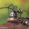 Schwarze Seidenspinne, Nephila kuhlii