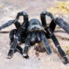 Schwarze Thai-Vogelspinne, Cyriopagopus minax XL
