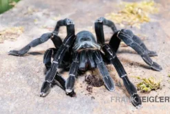 Schwarze Thai-Vogelspinne, Cyriopagopus minax XL
