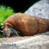 Schwarze Zwergperlhuhnschnecke, Tylomelania sp. Mini Black
