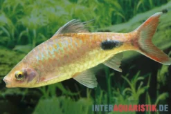 Schwarzfleckbarbe, Dawkinsia filamentosa