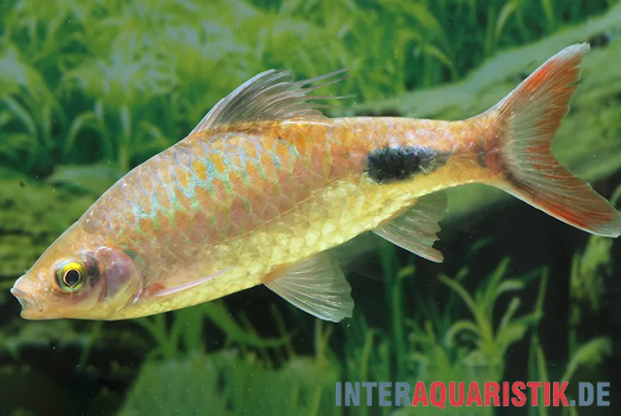 Schwarzfleckbarbe, Dawkinsia filamentosa