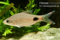 Schwarzfleckbarbe, Dawkinsia filamentosa