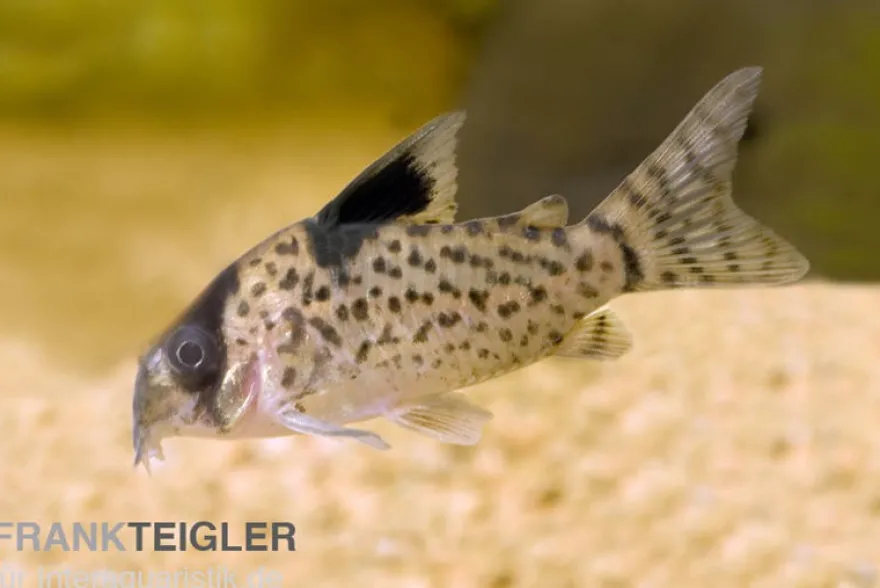 Schwarzflossen Panzerwels, Corydoras leucomelas, 3-4 cm