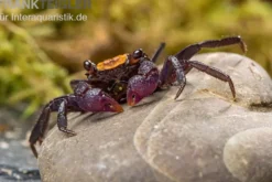 Schwarzfuss-Vampirkrabbe, Geosesarma sp. 'Black leg', Zufällig ausgewählt
