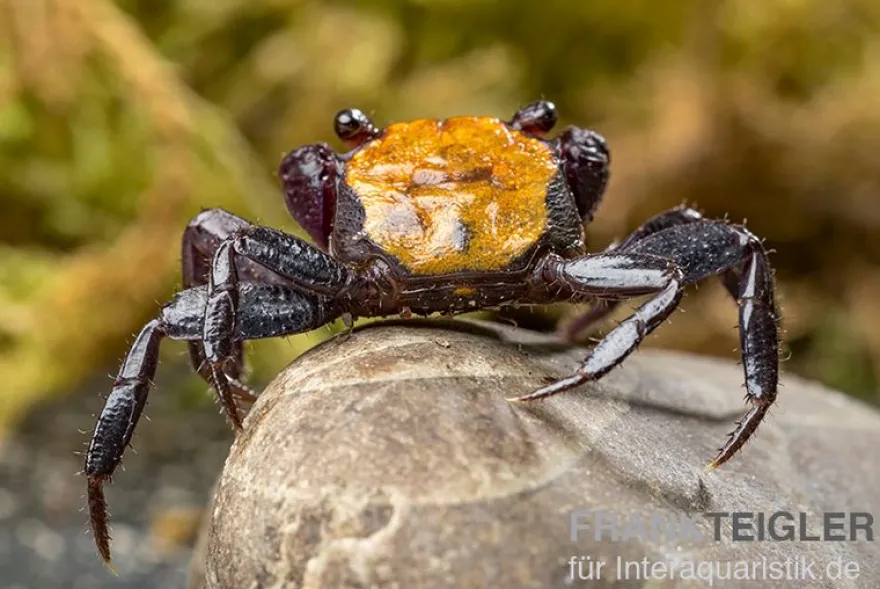 Schwarzfuss-Vampirkrabbe, Geosesarma sp. 'Black leg', Zufällig ausgewählt