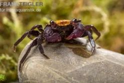 Schwarzfuss-Vampirkrabbe, Geosesarma sp. 'Black leg', Zufällig ausgewählt