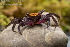 Schwarzfuss-Vampirkrabbe, Geosesarma sp. 'Black leg', Zufällig ausgewählt
