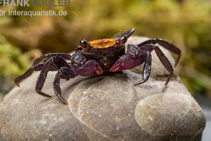 Schwarzfuss-Vampirkrabbe, Geosesarma sp. 'Black leg', Zufällig ausgewählt