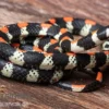 Schwarzgebänderte Wühltrugnatter, Scolecophis atrocinctus