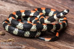 Schwarzgebänderte Wühltrugnatter, Scolecophis atrocinctus