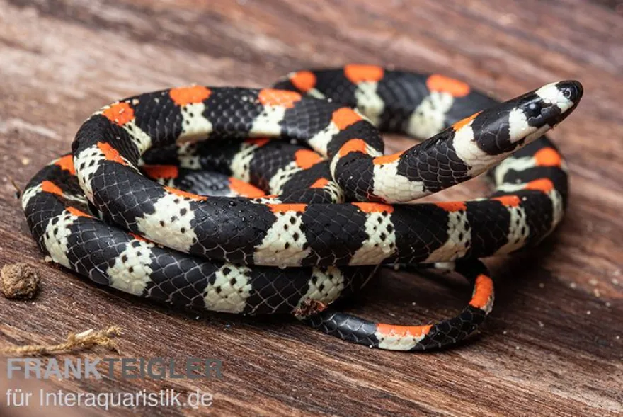 Schwarzgebänderte Wühltrugnatter, Scolecophis atrocinctus