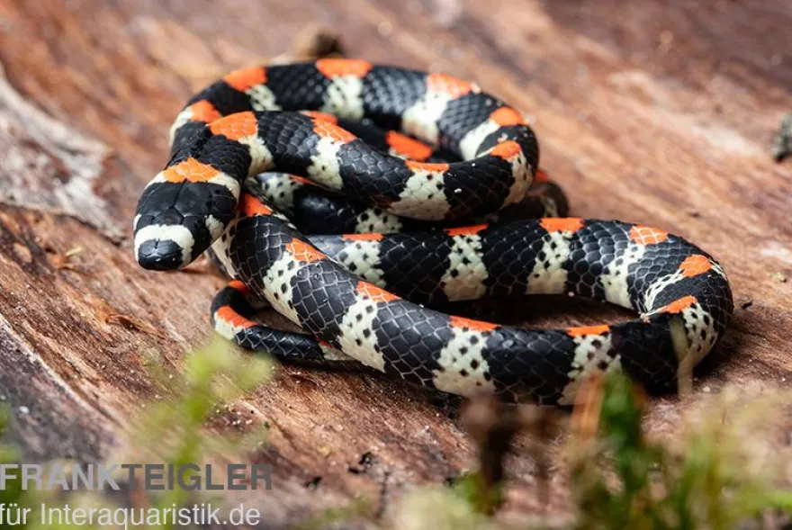Schwarzgebänderte Wühltrugnatter, Scolecophis atrocinctus