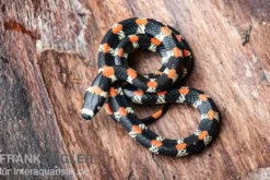 Schwarzgebänderte Wühltrugnatter, Scolecophis atrocinctus