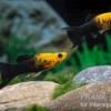 Schwarzgoldener Molly Lyra, Poecilia sphenops