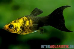 Schwarzgoldener Molly Lyra, Poecilia sphenops