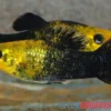 Schwarzgoldener Molly, Poecilia sphenops