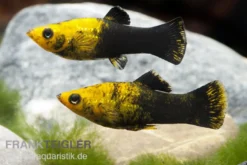 Schwarzgoldener Molly, Poecilia sphenops