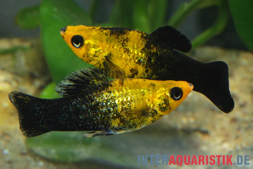 Schwarzgoldener Molly, Poecilia sphenops