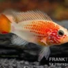 Schwarzkehlbuntbarsch gold, Apistogramma viejita gold, paarweise M