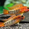 Schwarzkehlbuntbarsch Variante II, Apistogramma sp. viejita II, paarweise