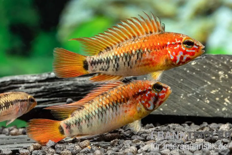 Schwarzkehlbuntbarsch Variante II, Apistogramma sp. viejita II, paarweise