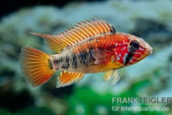 Schwarzkehlbuntbarsch Variante II, Apistogramma sp. viejita II, paarweise